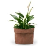 Todo Bag Philippi High Brown 226019